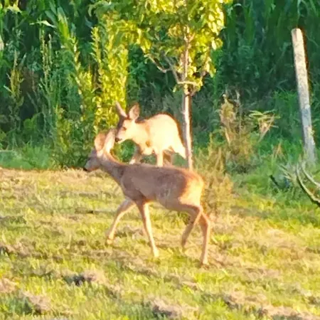 La Coquille * Pouillon
