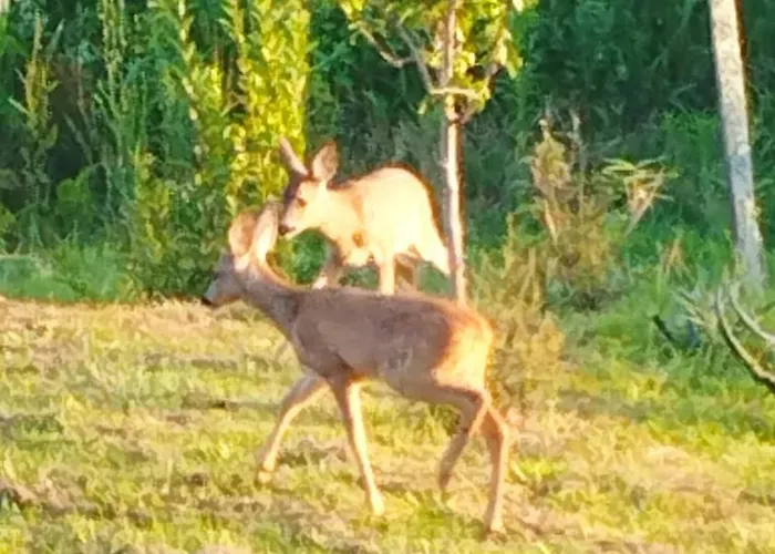 La Coquille * Pouillon
